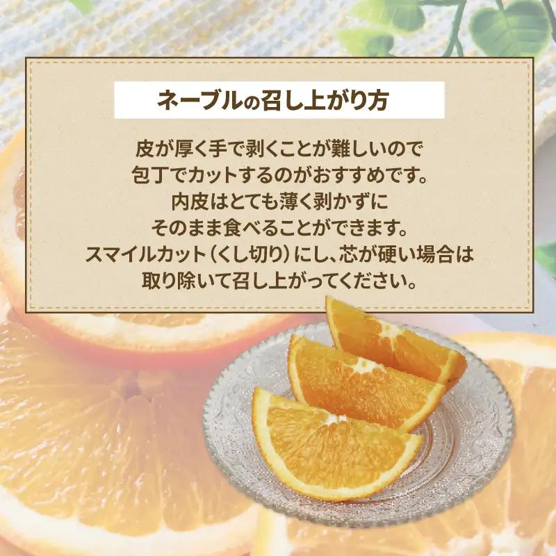 訳あり ネーブル オレンジ 約 5kg くり房 オレンジ B015-204009
