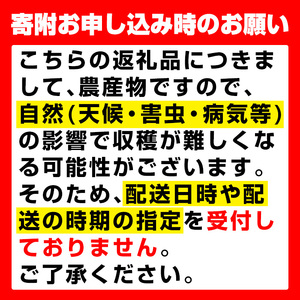 i1168 ≪数量・期間限定≫巨峰 (計約1.5kg)  ぶどう 果物 くだもの 巨峰 葡萄 旬 歯ごたえ 冷蔵 フルーツ 鹿児島県産 出水市 【山門ぶどう園】