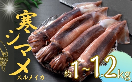 【朝どれ寒シマメ 特大サイズ 3～4杯】1kg～1.2kg いか イカ スルメイカ 寒シマメ 朝どれ寒シマメ 御歳暮 ギフト 12月24日までのご注文で年内発送