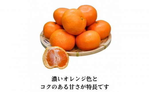 三ヶ日みかん（完熟早生「心」）4kg【2026年12月中旬以降順次発送】