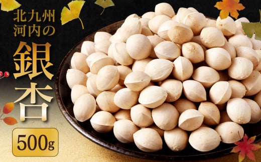 北九州河内 銀杏 500g【2025年11月上旬～2026年2月下旬発送予定】ぎんなん 福岡県産