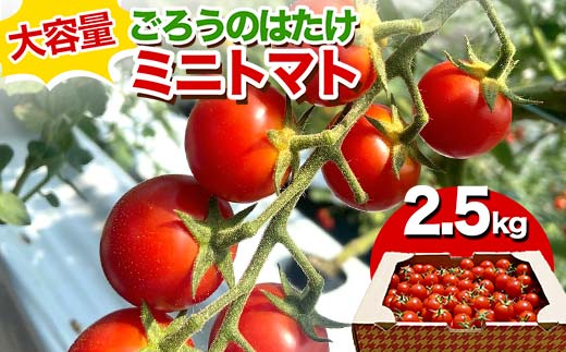 大容量 ごろうのはたけ ミニトマト 2.5kg 高糖度 濃厚 トマト サラダ 山陽小野田 F6L-645