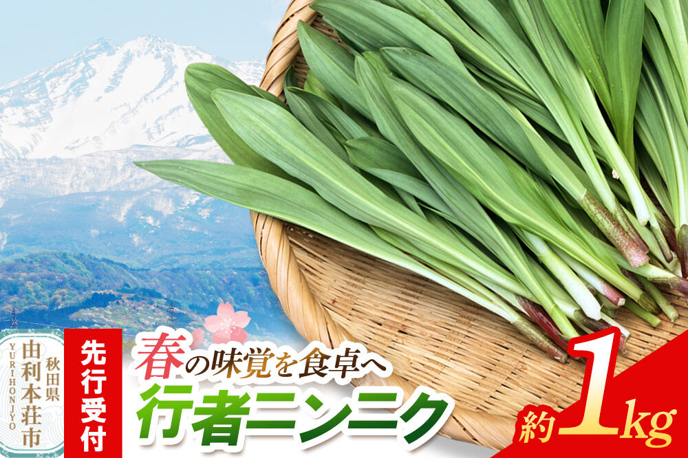 《先行受付》行者ニンニク 約1kg [山菜 行者にんにく 自然栽培 野菜 天然 天然山菜 国産 先行予約 秋田熊の子山菜便 秋田県産]