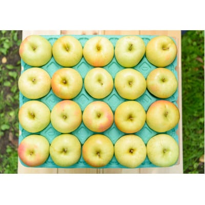 【2025年10月発送予定】平均糖度12度以上! トキ 約10kg 訳あり【配送不可地域：離島・沖縄県】【1606638】