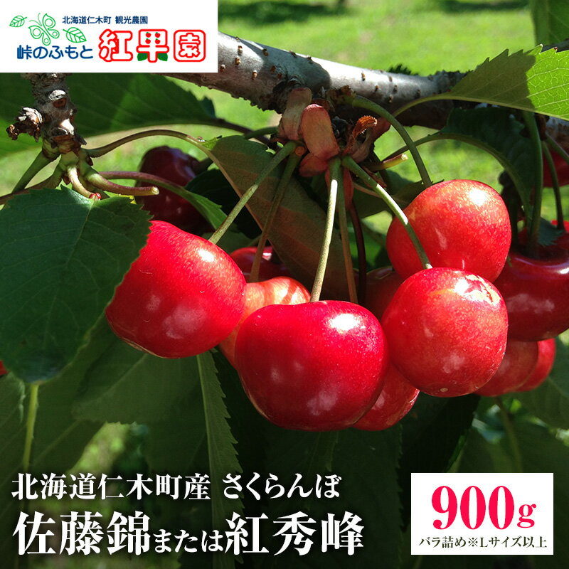 【ふるさと納税】先行受付 北海道 仁木町産 さくらんぼ【 佐藤錦 】又は【 紅秀峰 】バラ詰め 900g Lサイズ以上　 食後 デザート 旬の果物 サクランボ チェリー フルーツ 果物 果物類 仁木町 仁木 [峠のふもと紅果園]　お届け：2026年7月5日頃～7月15日頃