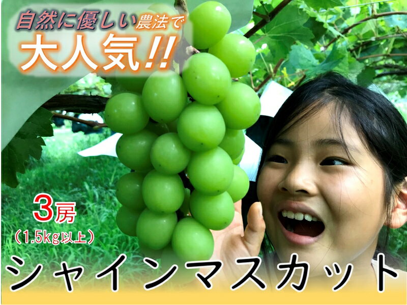 【ふるさと納税】 【自然に優しく美味しい葡萄2色セット3房】栽培期間中の農薬削減で美味しいシャインマスカットと赤葡萄(1.5kg以上) ふるさと納税 おすすめ 山梨県 南アルプス市 送料無料 ALPEF010