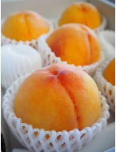 ★かつらぎの黄桃★＜品種おまかせ＞約2kg(5～8玉)【2024年6月下旬～2024年8月上旬発送】