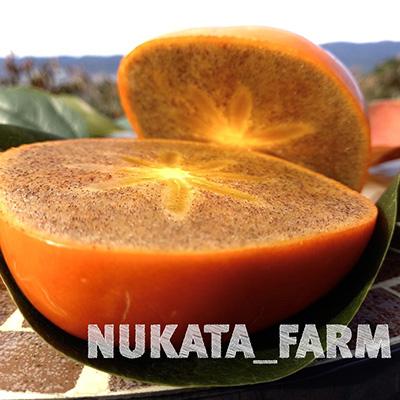 ふるさと納税 紀の川市 【紀州富士のMEGUMI】紀の川柿約2kg(黒いダイヤ)NUKATA_FARM |  | 02