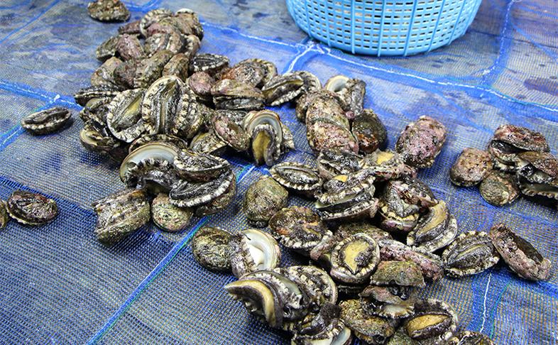北海道 礼文島産 冷凍生うに(キタムラサキウニ) 80g×1個 ＆ 