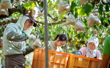 梨 2024年 先行予約 あたご梨 4～6玉 合計約4kg 化粧箱 ナシ なし 岡山県産 国産 フルーツ 果物 ギフト 石原果樹園