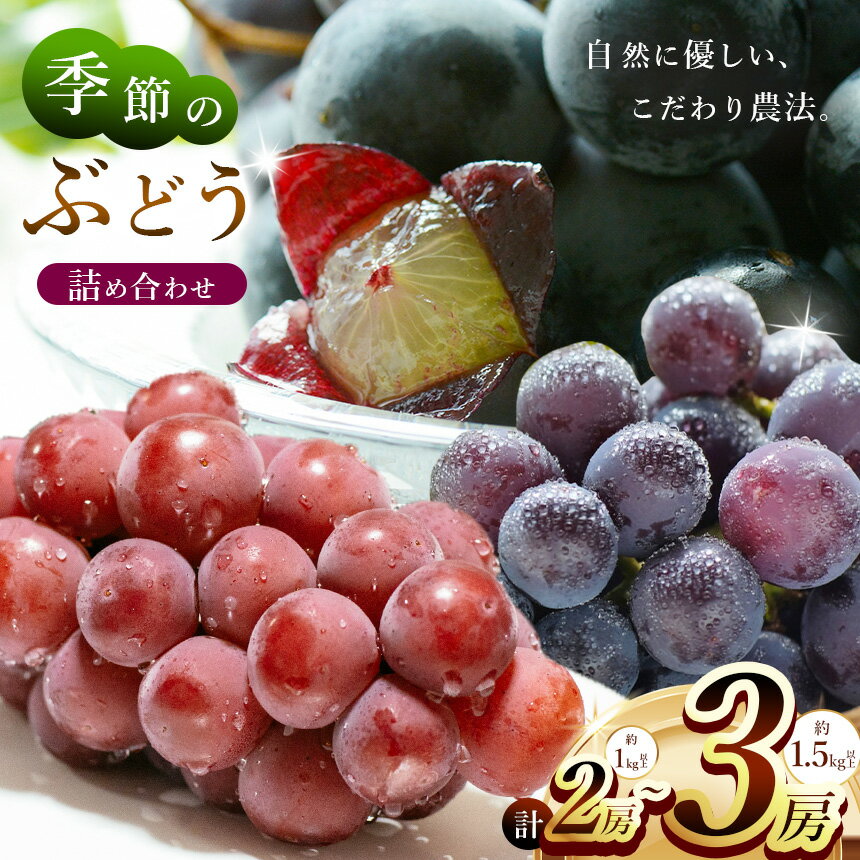 【先行予約】【ふるさと納税】【選べる内容量】季節のぶどう詰め合わせ 2房 / 3房(約1kg～1.5kg) 12月先行予約開始 | 先行予約 フルーツ ぶどう 詰合せ 兵庫県 上郡町【発送は2026年9月1日～2026年9月30日頃予定】