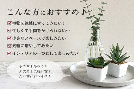 可愛いリース23cm多肉植物寄せ植え体験