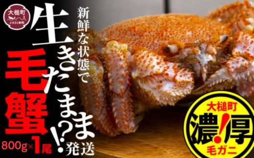 【令和9年発送】三陸産！活毛ガニ  800g相当×1杯【08】【2027年2月～4月発送】【配送日指定不可】