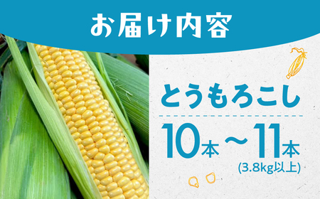 ＜先行予約＞ 朝採り とうもろこし 10本～11本 とうもろこし 冷蔵 糖度 フルーツ くらい 甘い 田原市 トウモロコシ コーン おやつ スイーツ コーンスープ にも 事前予約 旬 夏 初夏 野菜 