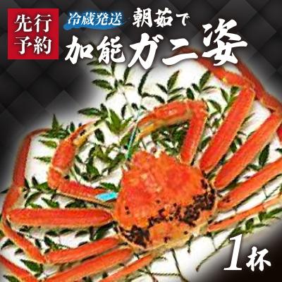 ふるさと納税 加賀市 【冷蔵発送】朝茹で加能ガニ(姿1杯)　2025年11月上旬以降発送