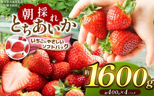 【先行予約】【栃木県共通返礼品】朝採れいちご とちあいか約400g×4P 【いちごに優しいソフトパックでお届け】| いちご とちあいか 朝採れ たっぷり 大粒 新鮮 甘い 美味しい 果物 デザート 栃木県 那珂川町 送料無料