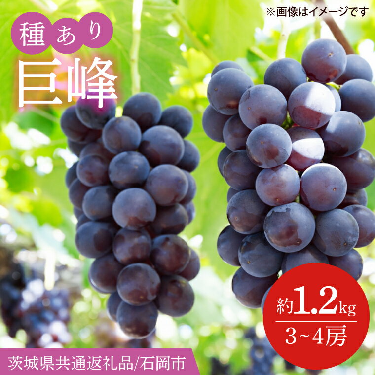 【ふるさと納税】2026年8月下旬より順次発送 巨峰 約1.2kg（3～4房）（茨城県共通返礼品/石岡市）茨城県 巨峰 ブドウ ぶどう フルーツ 果物 くだもの 濃厚 種あり 水戸市（IT-11）