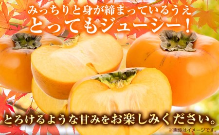 【先行予約】平核無柿 3kg (14~18玉) こだまファーム《9月中旬-11月中旬頃出荷》 柿柿柿柿柿