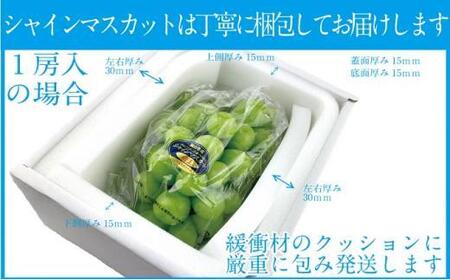 ぶどう 2026年 先行予約 シャイン マスカット 晴王 1房 約600g ブドウ 葡萄  岡山県産 国産 フルーツ 果物 ギフト