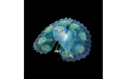 【１点のみ特別価格】 清水町ふるさと大使 海洋生物 写真家 峯水 亮 氏 作品パネル キリンミノの稚魚
