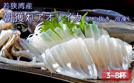 アオリイカ 朝どれ 8杯 スミ抜き 若狭湾産 アオリイカ