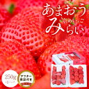 【ふるさと納税】くるめいちごみらい あまおう 250g × 2パック 合計 500g 冷蔵 濃厚 甘い 果汁 アフター保証 安心安全 国産 いちご 果物 アレンジ おやつ フルーツ スイーツ スムージー ジャム 南国フルーツ お取り寄せ 福岡県 久留米市 送料無料