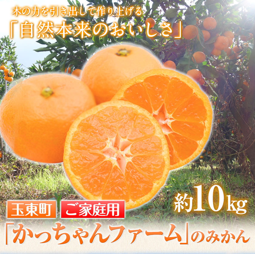 ご家庭用『かっちゃんファーム』のご家庭用みかん★ 約10kg【2S-Lサイズ(大小サイズ混合)】《11月上旬-12月末頃出荷》 自然本来のおいしさ！---gkt_kat_2_10kg---