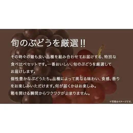 旬な ぶどう 食べ比べ 700g × 4房 【2026年8月上旬発送開始】(茨城県共通返礼品：大子町)