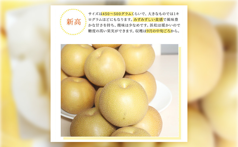 浜松市産 梨 約2.5kg 5～8玉入り なし フルーツ 果物 静岡 浜松市【配送不可：離島】