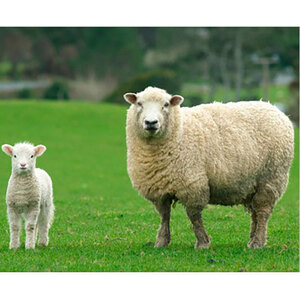 ＜ダブル＞洗えるふわふわウールファー敷毛布　140×205cm　アイボリー　WH-280