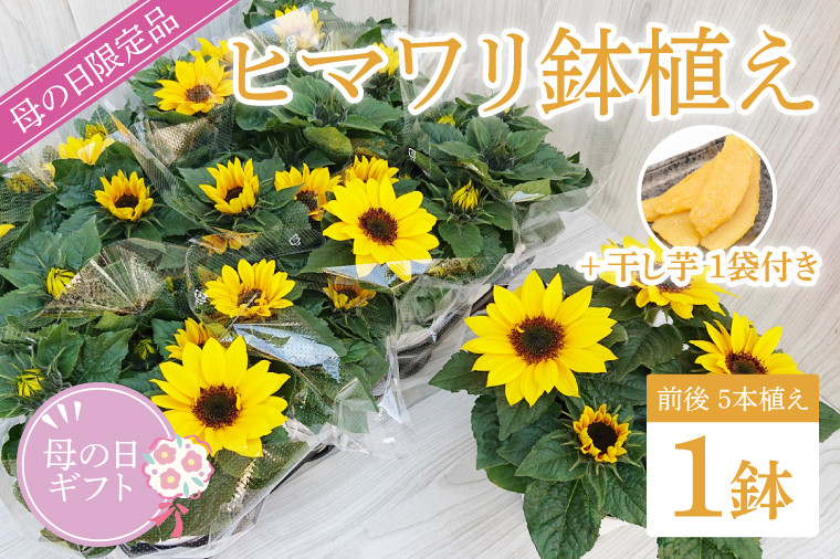 
                  【母の日ギフト】ヒマワリ鉢植え　干し芋のセット｜ひまわり ヒマワリ ほしいも 干し芋 ほし芋 花 お花 鉢植え 母の日 母の日ギフト ギフト 贈り物 プレゼント 茨城県 行方市(EH-12)
                