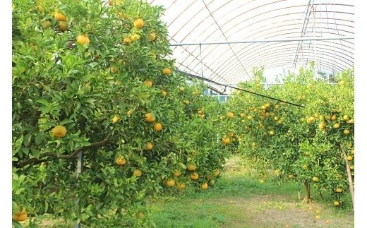 池之上果樹園の様子です。