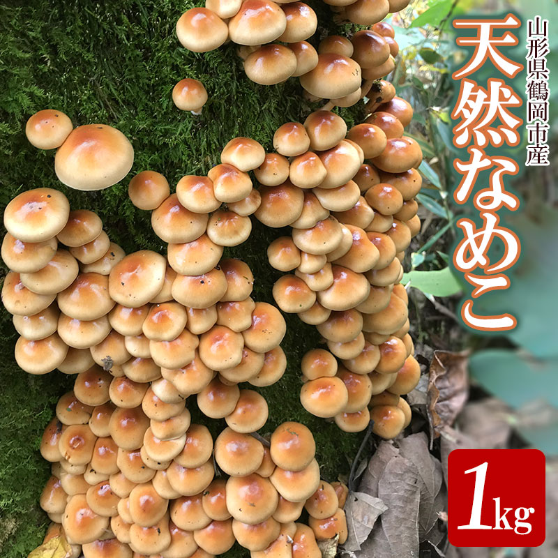 【ふるさと納税】【令和7年産先行予約】山形県 鶴岡市産 天然 なめこ 1kg （発送時期：10月1日〜11月30日頃） きのこ わかば屋 2025年