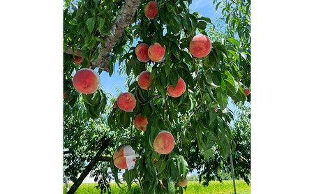 【先行予約】【数量限定】【朝採り当日出荷】信州・長野市川中島平産 もも「川中島白桃」約5kg（10～16玉） 2026年8月20日前後より順次発送
