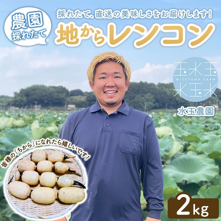 農園採れたて 地からレンコン 2kg ｜ 産地直送 茨城県 土浦市産 れんこん 蓮根 シャキシャキ ※離島への配送不可 ※2026年11月頃より順次発送予定
