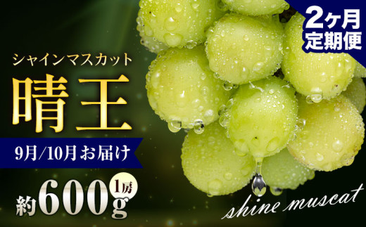 ぶどう シャインマスカット 晴王 600g 1房 2ヶ月定期便 彩美菜果《9月上旬-10月末頃出荷》 マスカット 送料無料 岡山県 浅口市 フルーツ 果物 贈り物 国産 岡山県産 くだもの 果物 9月 10月発送 【配送不可地域あり】
