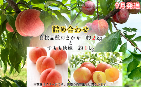 【定期便3回】山形果匠【旬のよりどり定期便】A 全3回 1回で2種味わえる楽しみ【令和8年産先行予約】FS25-089