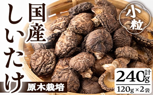 国産しいたけ(計240g・2袋) しいたけ きのこ 常温【九南サービス(タマチャンショップ)】A500-v01
