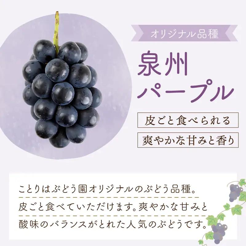 泉州ぶどう 泉州の黒ぶどう3種食べ比べセット【065C-002】