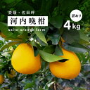 【ふるさと納税】【先行予約】Saito Orange Farmの家庭用河内晩柑4kg ｜ 柑橘 みかん ミカン フルーツ 果物 愛媛　※離島への配送不可　※2025年6月上旬頃より順次発送予定