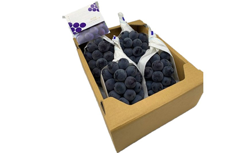 ぶどう 2025年 先行予約 ニューピオーネ4房(1房480g以上) ブドウ 葡萄 岡山県産 国産 フルーツ 果物 ギフト 