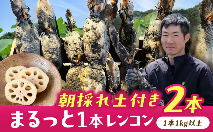 ＼TVでも紹介された！！/ 産地直送！朝採れ土付き鍬掘りレンコン 2kg 野菜 れんこん 蓮根 愛西市 / レンコン兄弟 [AECL001]