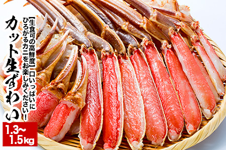 北海道 根室【生食可】カット済み生ずわいがに1.3～1.5kg×1P B-38005