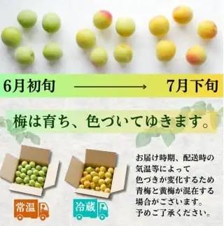 黄梅 家庭用 南高梅 5kg+250g（傷み補償分） / 梅 梅ジュース 梅酒 梅干し 訳あり 和歌山 ※2026年6月下旬～7月下旬に順次発送 ※北海道・沖縄・離島への配送不可 【ikd510-cc
