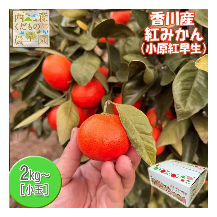 『2026年12月より順次発送』香川オリジナル品種「紅みかん(小原紅早生)」小玉4kg