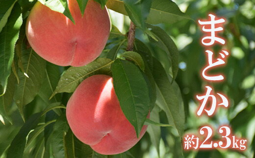 【ふるさと納税】No.2424もも「まどか」特秀品約2.3kg【2025年発送】
