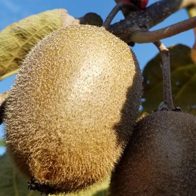 ふるさと納税 山梨市 キウイフルーツ(ヘイワード)約2kg |  | 02