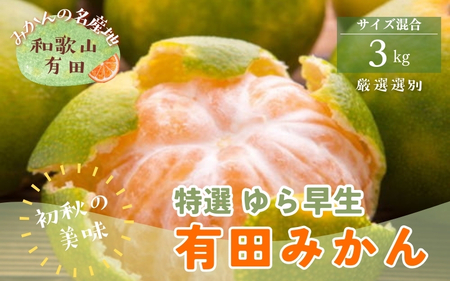 【初秋の美味】【2026年10月中旬～11月上旬頃に順次発送予定】特選　ゆら早生有田みかん　約3kg+200g(傷み補償分)【ard050C】
