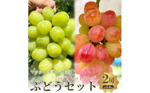 おすすめ感謝セット　マッターホルン+バイオレットキング　2房セット [№5385-0500]