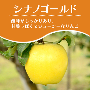 りんごシナノゴールド訳ありCA貯蔵 青森県産 りんご【約3kg】【4-5月クール便】